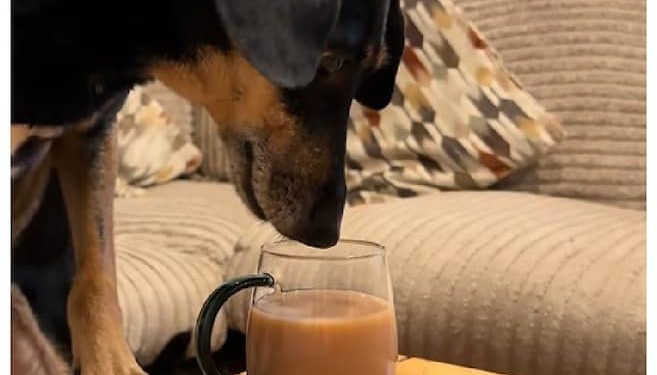 Mujer instala una cámara para resolver misterio en casa y se lleva tierna sorpresa perruna