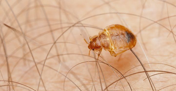 Cómo saber si tienes chinches