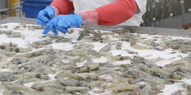 Ecuador se consolida como el mayor exportador mundial de camarón