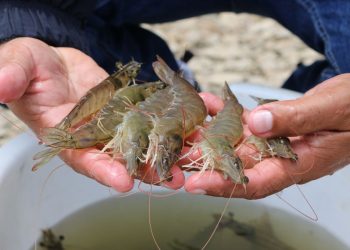 El liderazgo mundial del camarón ecuatoriano es una oportunidad para diversificar la oferta exportable