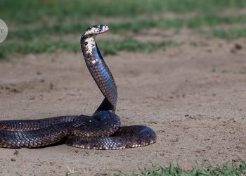 Tratamiento elaborado que es eficaz contra una amplia gama de venenos de serpientes