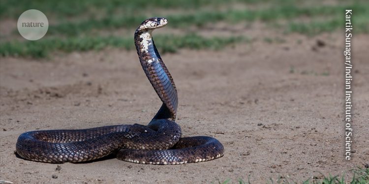Tratamiento elaborado que es eficaz contra una amplia gama de venenos de serpientes