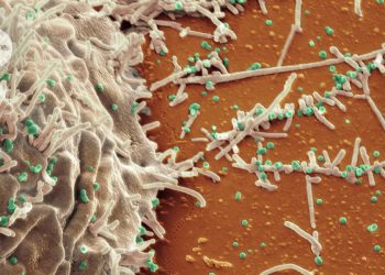 Los medicamentos con anticuerpos son prometedores para tratar la gripe aviar y el VIH