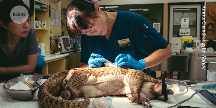 Cómo uso las instalaciones del zoológico para tratar a los animales salvajes