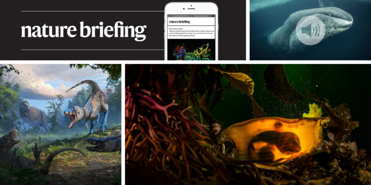 Maravillas de la vida silvestre y un Super Heavy: las mejores imágenes científicas del mes