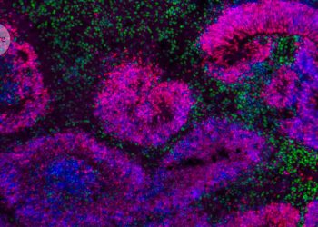 El primer atlas sobre el desarrollo del cerebro muestra cómo las células madre se convierten en neuronas