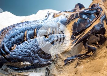 Conoce al 'Wee-rex'. El pequeño tiranosaurio es su propia especie