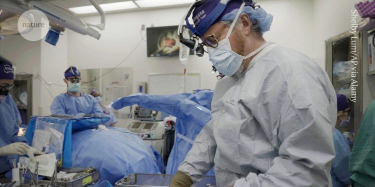 Los trasplantes de órganos de cerdo a menudo son rechazados: los investigadores encuentran una manera de detenerlo