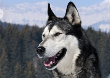 Cómo los antiguos humanos criaron y comercializaron los primeros perros domésticos