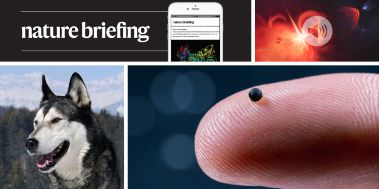 Cómo los humanos antiguos criaban e intercambiaban perros