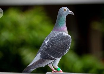 ¿Se ha encontrado por fin el misterioso órgano «brújula» de los pájaros?