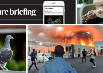 De dónde las palomas obtienen su sentido de orientación