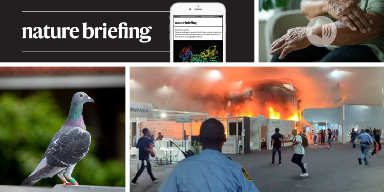 De dónde las palomas obtienen su sentido de orientación