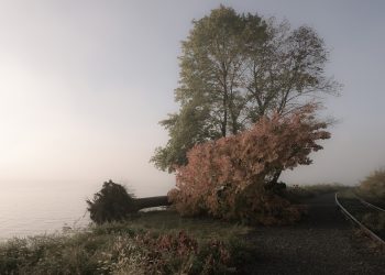 Diez exposiciones para ver en el norte del estado de Nueva York, noviembre de 2025