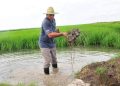 Granma moviliza recursos para iniciar la siembra de arroz › Huracán Melissa por Cuba › Granma