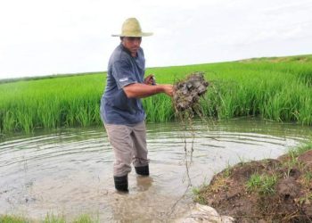 Granma moviliza recursos para iniciar la siembra de arroz › Huracán Melissa por Cuba › Granma