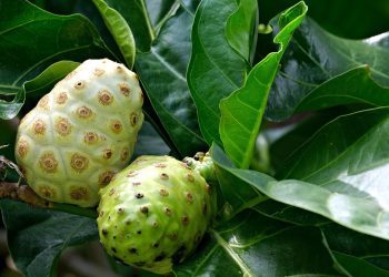 Descubriendo los beneficios para la salud del jugo de noni: el poder nutricional del remedio de la naturaleza