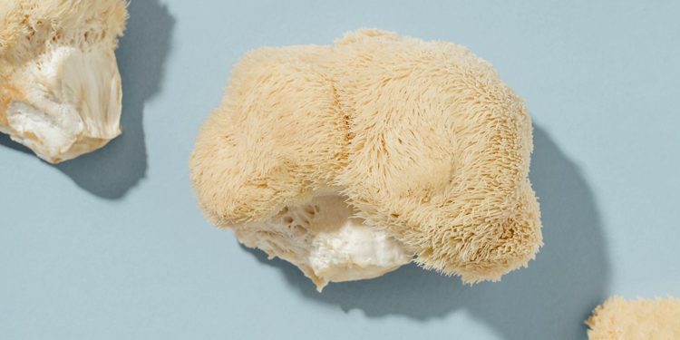 ¿Qué es el hongo melena de león? Beneficios para la salud, riesgos y más