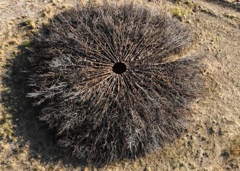 El anillo de enebro de Nomad Studio marca la cicatriz de un incendio forestal en España