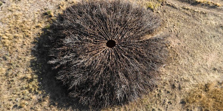El anillo de enebro de Nomad Studio marca la cicatriz de un incendio forestal en España