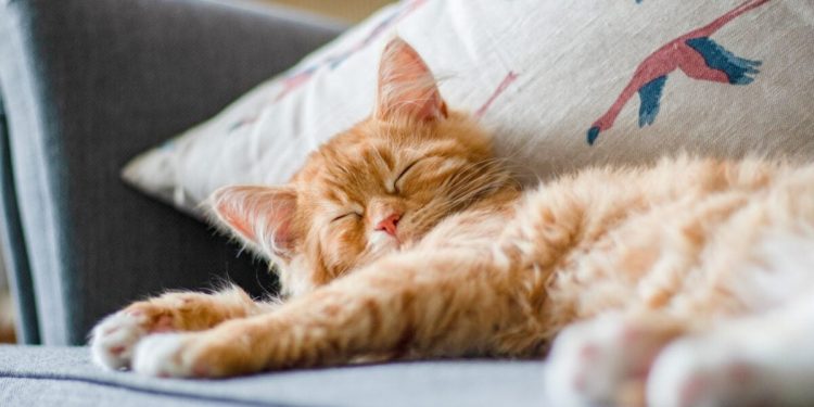 La historia de cómo los gatos conquistaron el mundo se volvió más extraña