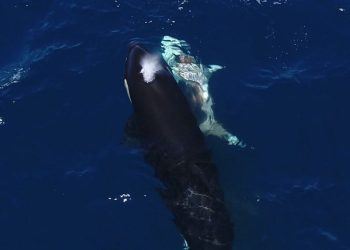 Un video asombroso muestra a las orcas volteando a un gran tiburón blanco para darse un festín con su hígado