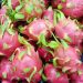 Perú abre su mercado para la pitahaya ecuatoriana y los bovinos vivos