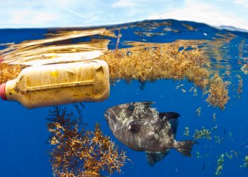 ¿Cuánto plástico puede matar a un ave marina? Sólo seis fragmentos de un globo reventado, según un nuevo estudio: NPR