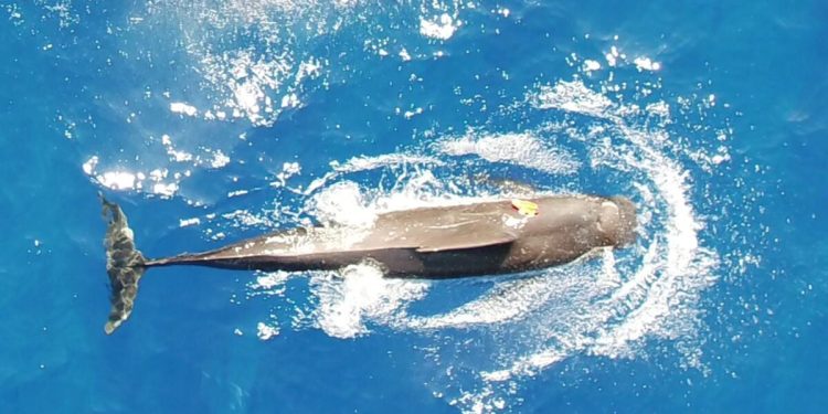 Los científicos querían saber cuántos calamares comen los calderones cada día. Lo que encontraron fue asombroso