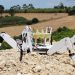 Un robot plantador de árboles salva de la deforestación tierras quemadas