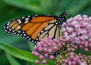 La administración Trump busca revertir las protecciones para especies y hábitats en peligro: NPR