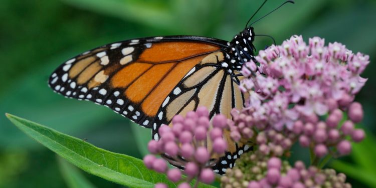 La administración Trump busca revertir las protecciones para especies y hábitats en peligro: NPR