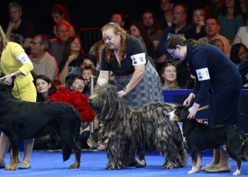 El perro pastor belga Soleil gana el primer premio en la exposición canina nacional: NPR