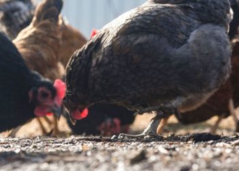 La gripe aviar aumenta entre las aves de corral en medio de una respuesta federal reducida: vacunas