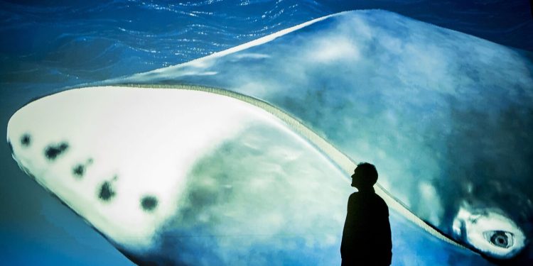 El ADN de una ballena de Groenlandia ofrece pistas para combatir el cáncer: NPR