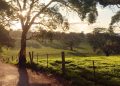 En el valle de Clare de Australia, un nuevo sendero de 6 días conecta viñedos históricos, cabañas de lujo y campos de lavanda silvestre