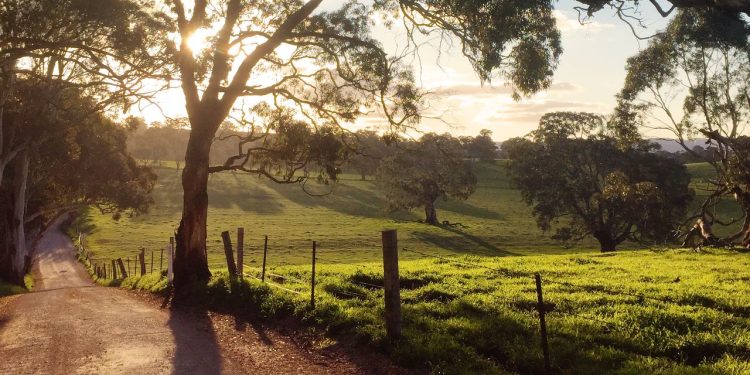 En el valle de Clare de Australia, un nuevo sendero de 6 días conecta viñedos históricos, cabañas de lujo y campos de lavanda silvestre