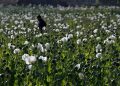El cultivo de adormidera en Myanmar alcanza el nivel más alto en una década, según un informe de la ONU