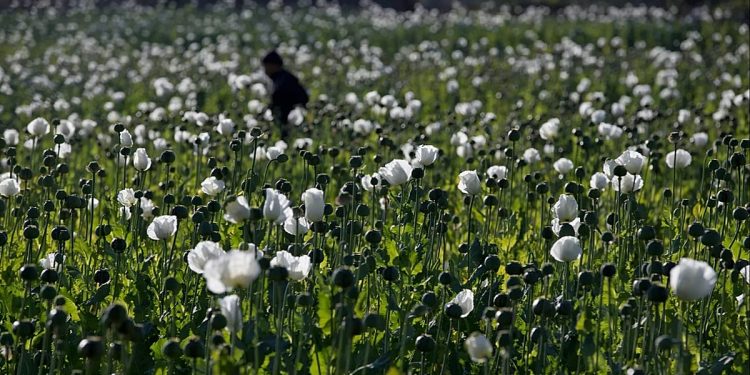 El cultivo de adormidera en Myanmar alcanza el nivel más alto en una década, según un informe de la ONU