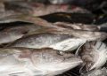 La UE acuerda cuotas de pesca para 2026 tras intensas negociaciones