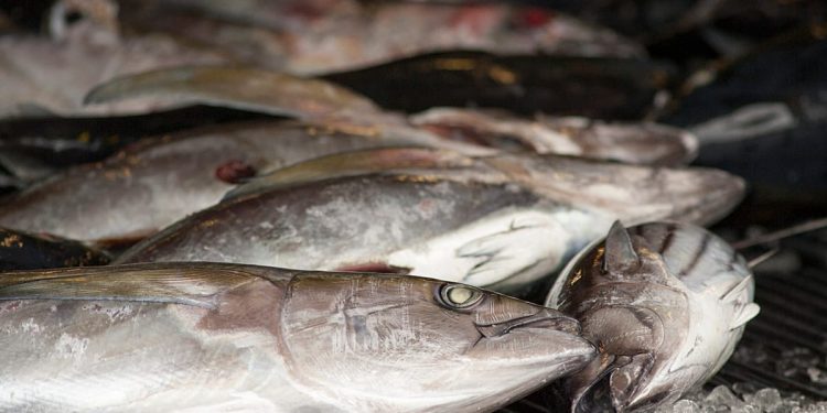 La UE acuerda cuotas de pesca para 2026 tras intensas negociaciones