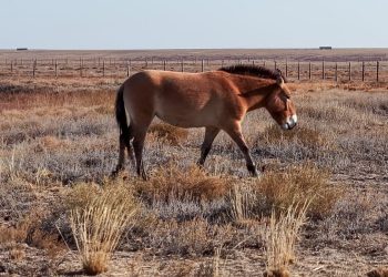 Kazajstán recupera los caballos de Przewalski, en peligro de extinción