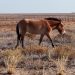 Kazajstán recupera los caballos de Przewalski, en peligro de extinción