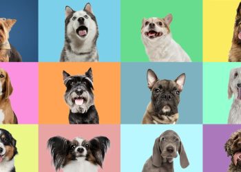 El 'ADN del lobo' acecha en muchas razas de perros modernas