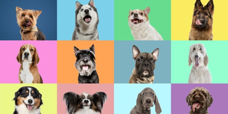 El 'ADN del lobo' acecha en muchas razas de perros modernas