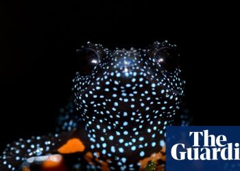 Las ranas galácticas 'mágicas' desaparecen después de informes de fotógrafos que destruyen sus hábitats | Anfibios