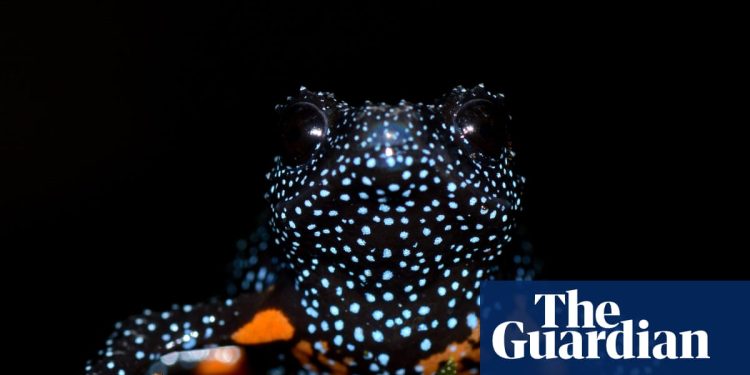 Las ranas galácticas 'mágicas' desaparecen después de informes de fotógrafos que destruyen sus hábitats | Anfibios