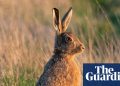 En Inglaterra se prohibirá cazar liebres durante la mayor parte del año | Caza