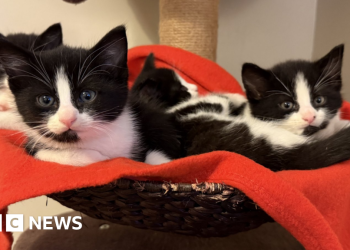 No hay planes para obligar a los conductores a informar sobre colisiones con gatos, dice el gobierno