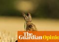 La opinión de The Guardian sobre el bienestar animal: un recordatorio oportuno de que la crueldad está mal | Editorial